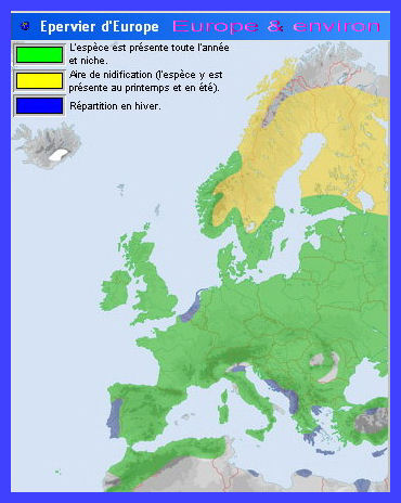 Migration(Épervier d'Europe)