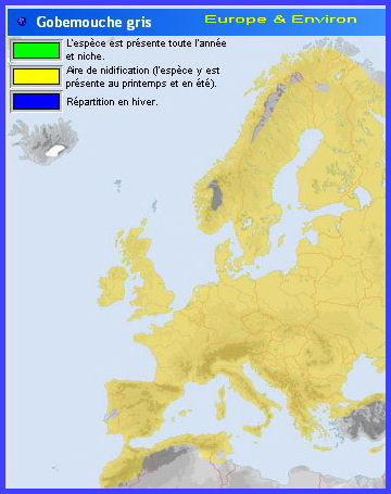 Migration (Gobemouche gris)