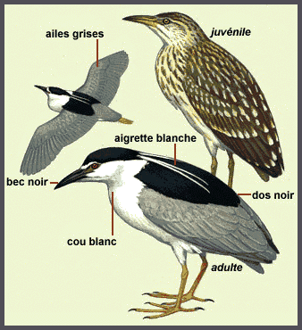 Description(Bihoreau gris)
