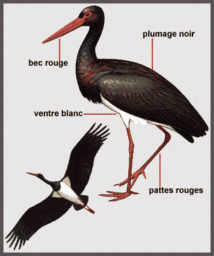 Description(Cigogne noire)