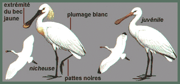 Description (Spatule blanche)