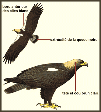 Description (Aigle ibérique)