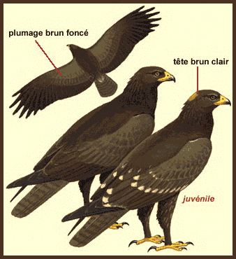 Description (Aigle pomarin)