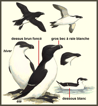 Description (Pingouin torda)