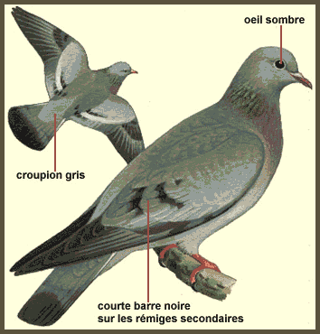 Description (Pigeon colombin)
