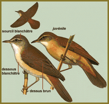 Description (Rousserolle turdoïde)