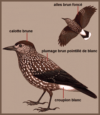 Description (Cassenoix moucheté)