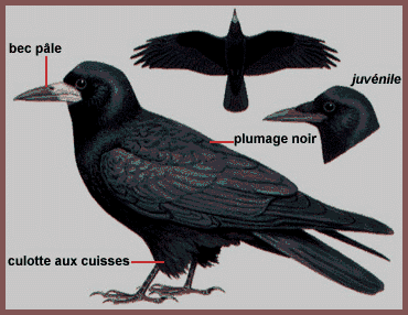 Description (Corbeau freux)