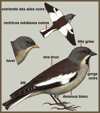 Description (Niverolle alpine)