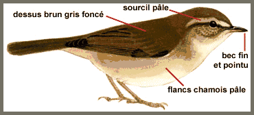 Description (Pouillot brun)