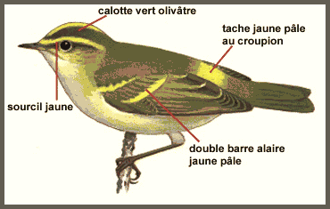 Description (Pouillot de Pallas)