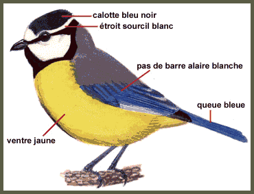 Description (Mésange des Canaries)