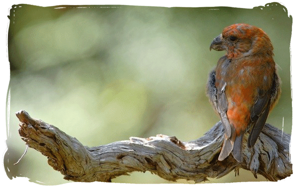 Habitat(Beccroisé perroquet)