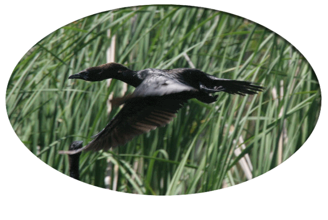 Habitat(Cormoran pygmée)
