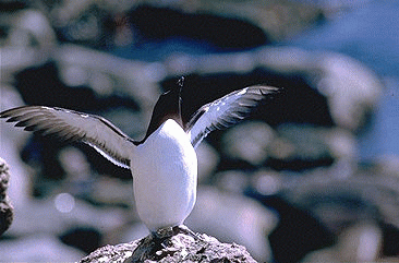 Habitat(Pingouin torda)