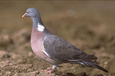 Habitat(Pigeon ramier)