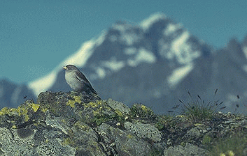 Reproduction(Niverolle alpine)