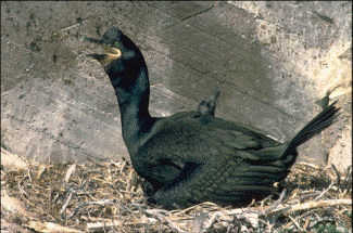 Reproduction(Cormoran huppé)