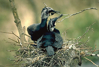 Reproduction(Grand Cormoran)