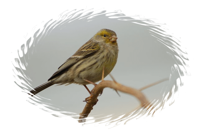 Reproduction(Serin des Canaries)