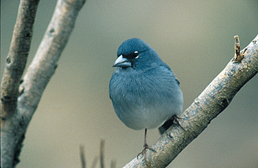 Habitat(Pinson bleu)
