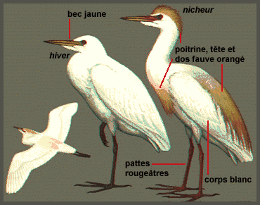 Héron gardeboeufs-Oiseau d&#39;Europe